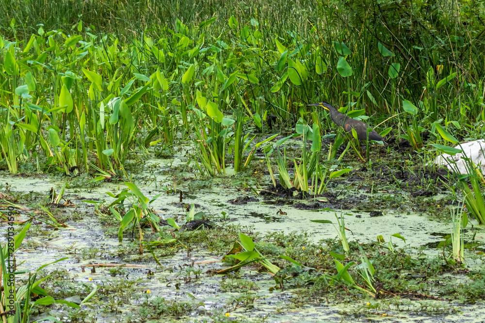 Beautiful view of the wetland in Palo Seco national park in Costa Rica Beautiful view of the wetland in Palo Seco national park in Costa Rica