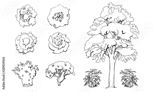 Various trees, bushes and shrubs, top view for landscape design plan. Set of vector illustrations, isolated black on white background.