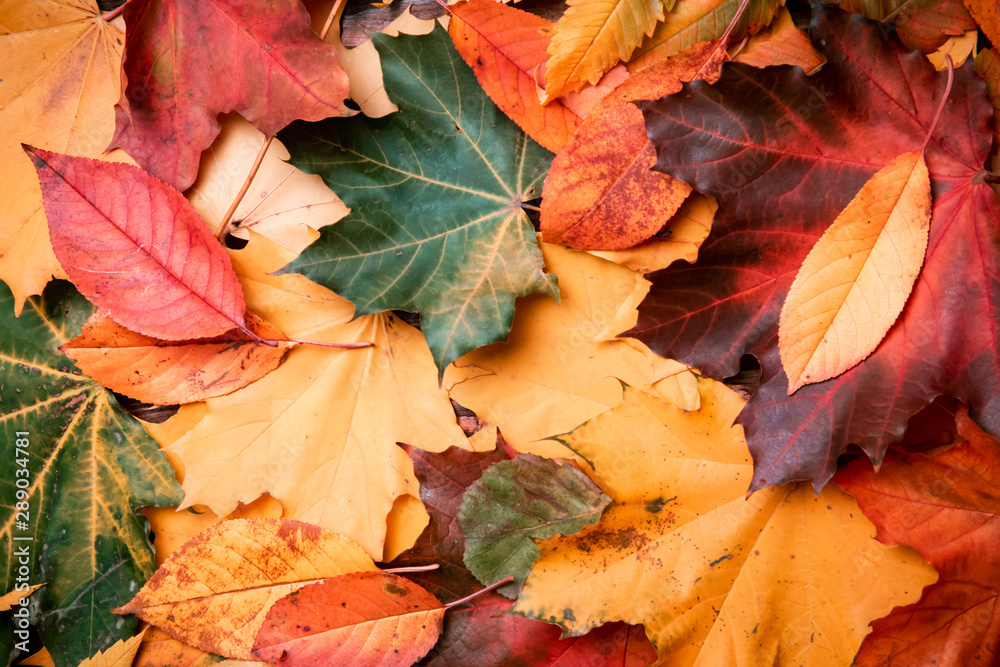 Autumn background of yellow and colored leaves,