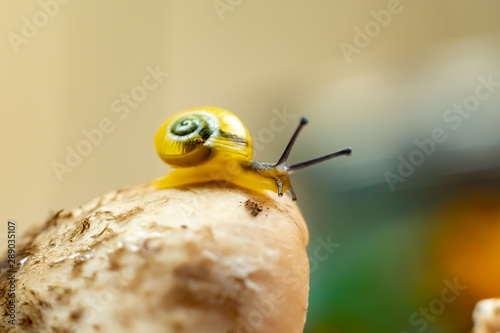 a small yellow snail on the autumn leaf. macro