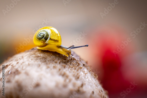 a small yellow snail on the autumn leaf. macro