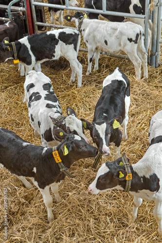 Calf. Calves at stable. Farming. Netherlands. Cows