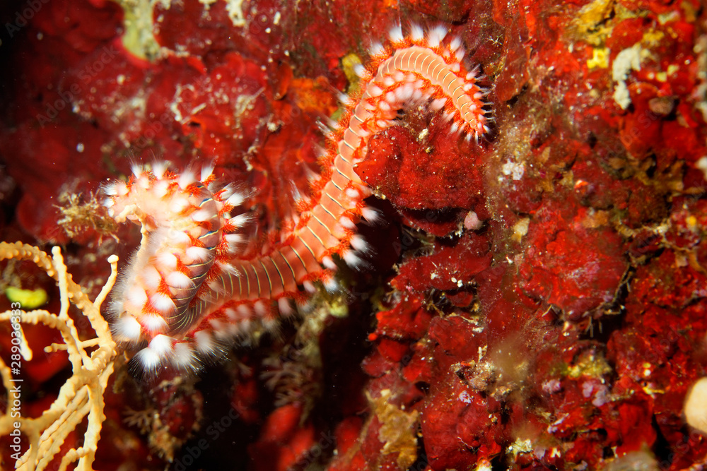 The bearded fireworm (Hermodice carunculata) from Telascica Nature Park The bearded fireworm (Hermodice carunculata) from Telascica Nature Park