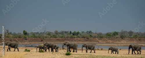 Family of elephants in a row with smaller ones in the center © F.C.G.