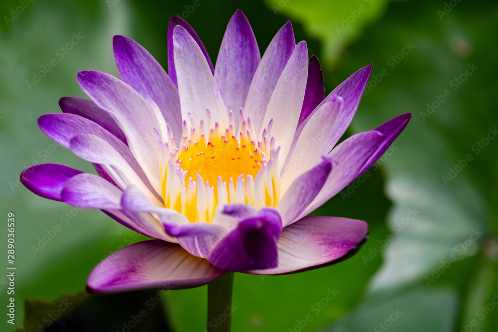 Close up a purple lotus flower in home garden Close up a purple lotus flower in home garden