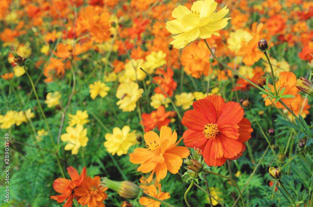 orange and yellow cosmos flowers field