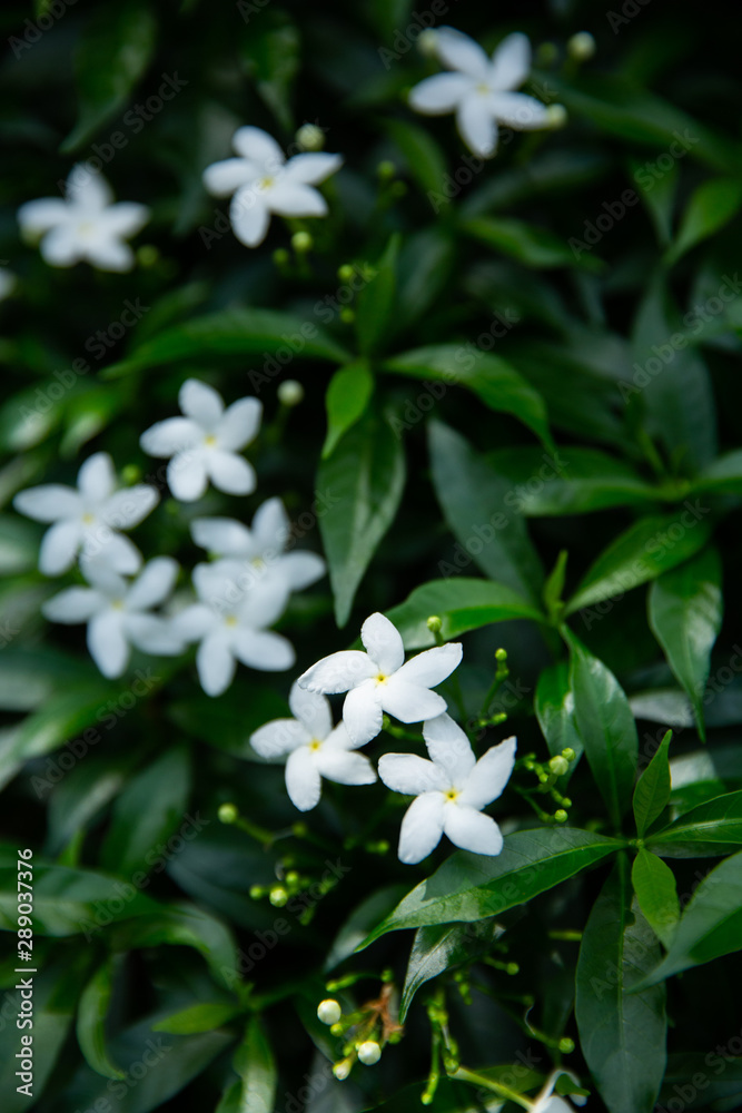 white flowers in garden white flowers in garden