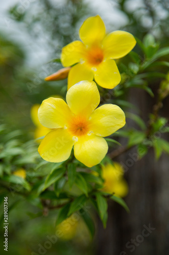 Fototapeta Naklejka Na Ścianę i Meble -  yellow flowers on green background