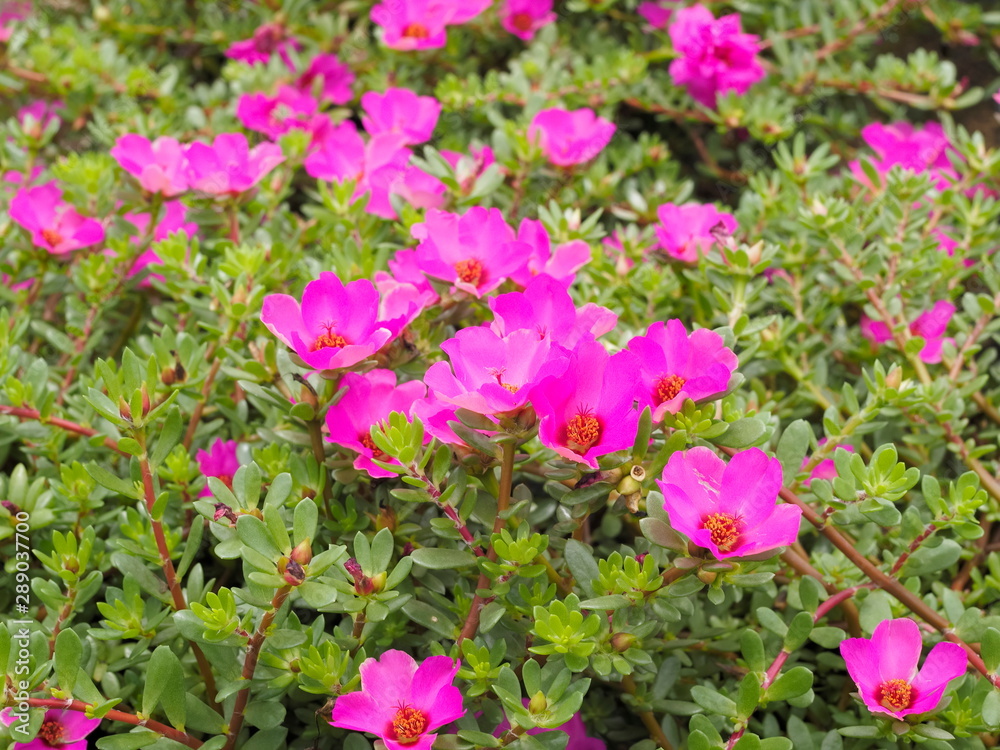 Beautiful pink flowers Common Purslane (Portulaca oleracea) also known as verdolaga, red root, or pursley. Blossom blooming on branches with green leaves texture background.