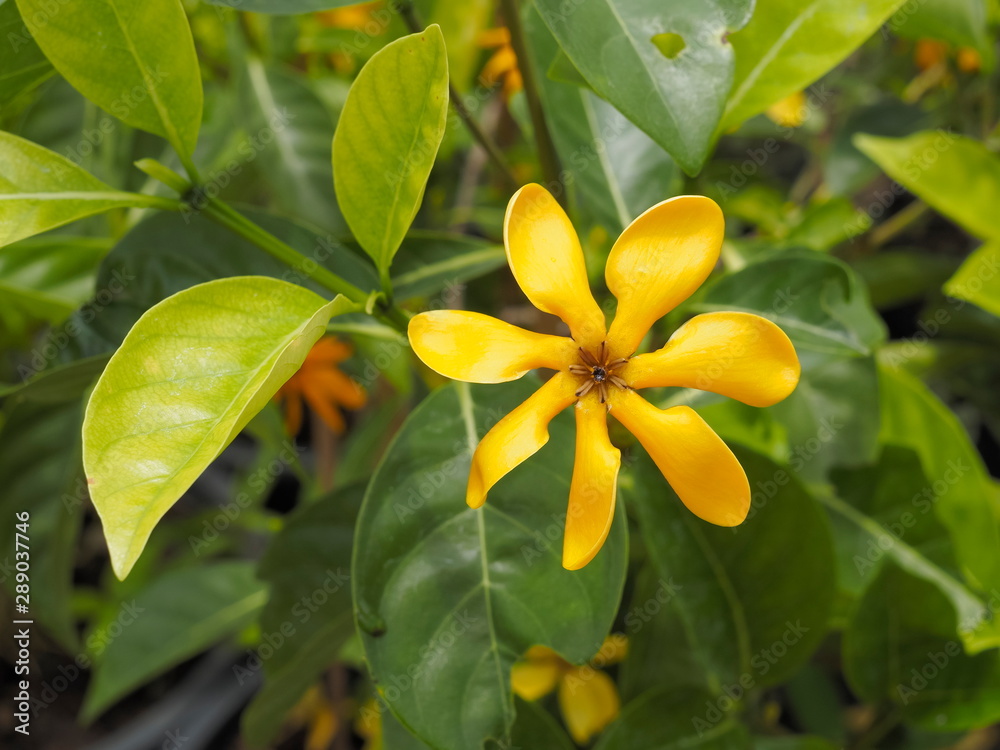 Fototapeta premium Beautiful Golden gardenia (Gardenia tubifera) blossom blooming in garden with green leaves nature blurred background.