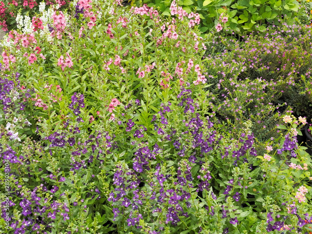 Soft focus Spring Pink, purple and red forget me not flowers or Scorpion grasses (Myosotis arvensis) blossom blooming on branches in garden with green nature blurred background. Soft focus Spring Pink, purple and red forget me not flowers or Scorpion grasses (Myosotis arvensis) blossom blooming on branches in garden with green nature blurred background.