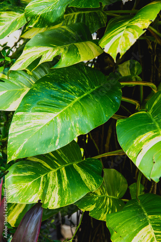 Spotted betel leaves green leaves background