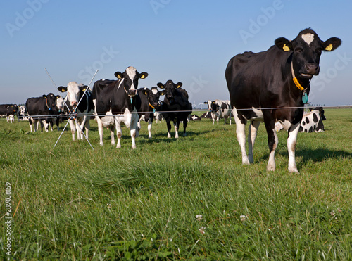 Cows in meadow. Farming. The Netherlands. Cattle breeding