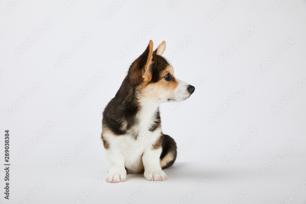 cute welsh corgi puppy looking away on white