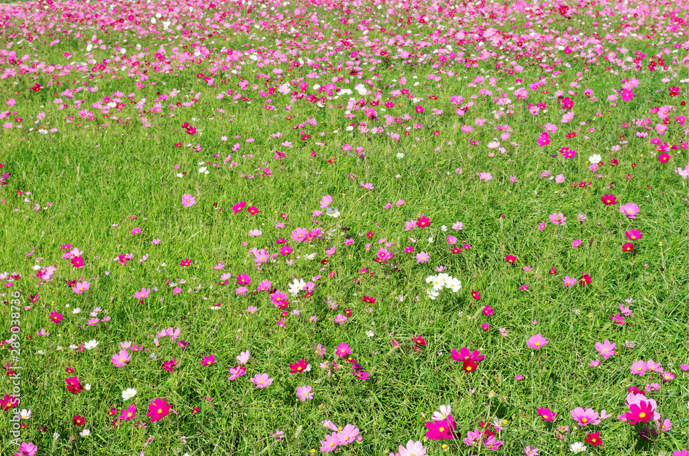pink and white cosmos flowers field