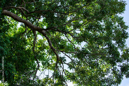 tree in forest