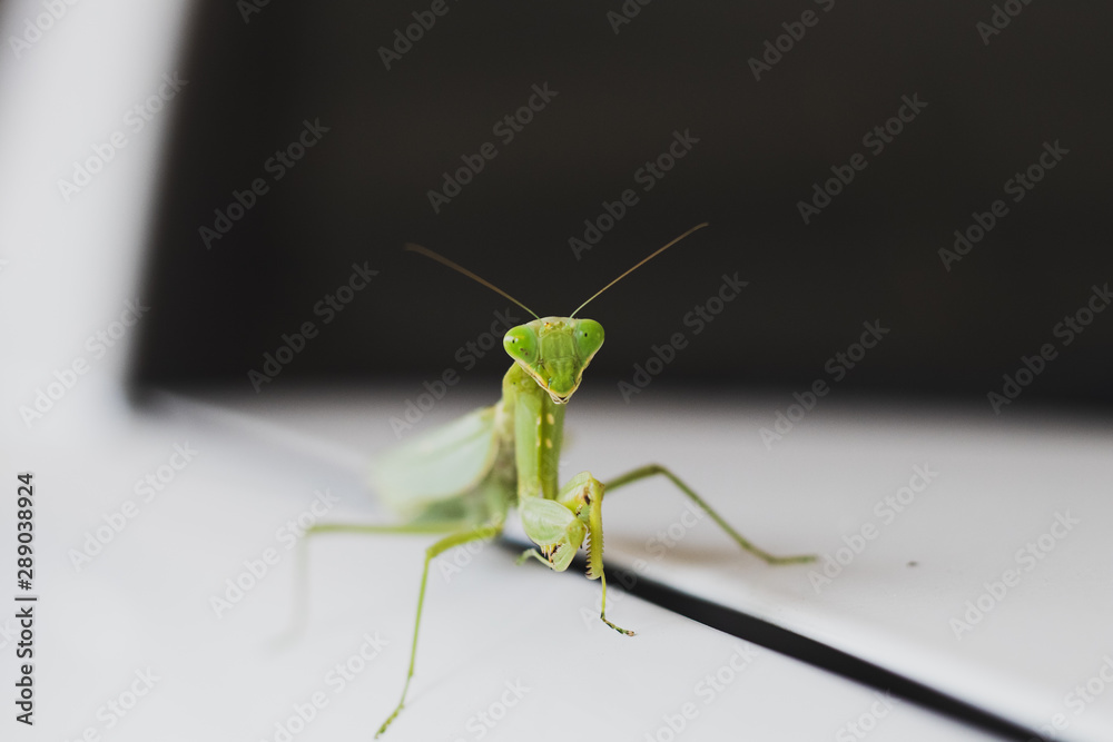 praying mantis