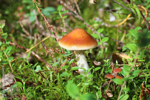 Cortinarius mucosus. Fungus among moss