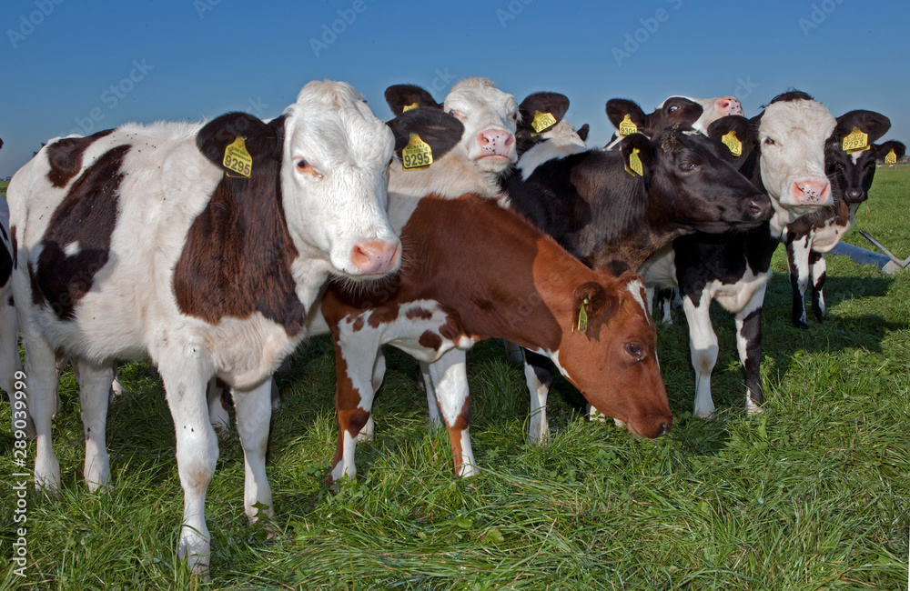 Cows in meadow. Farming. The Netherlands. Cattle breeding