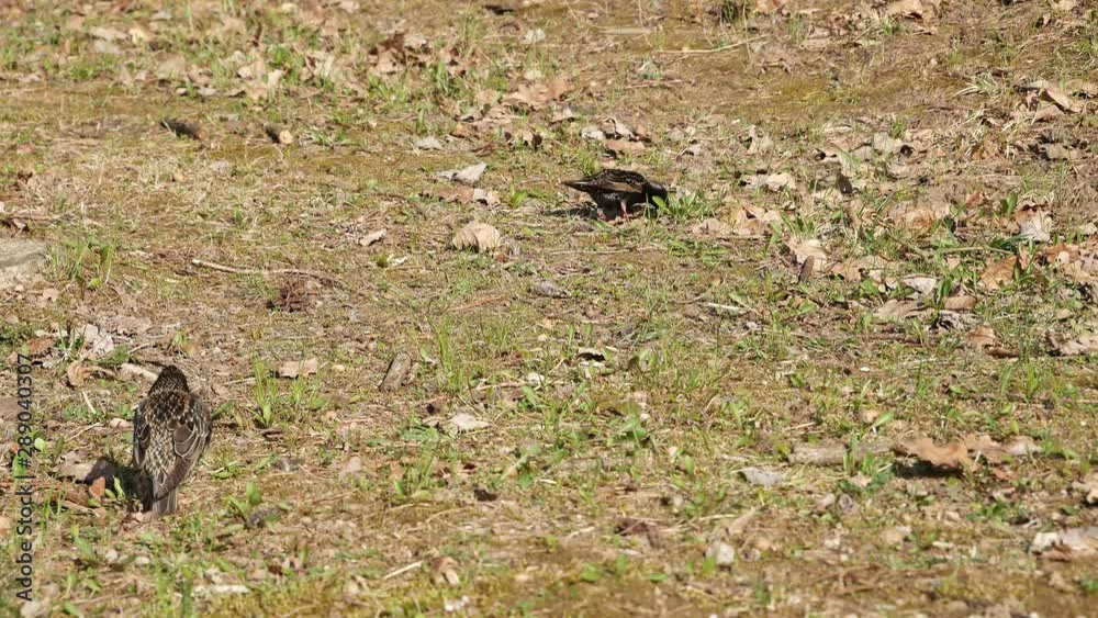 Two starlings on a glade. Two starlings on a glade.