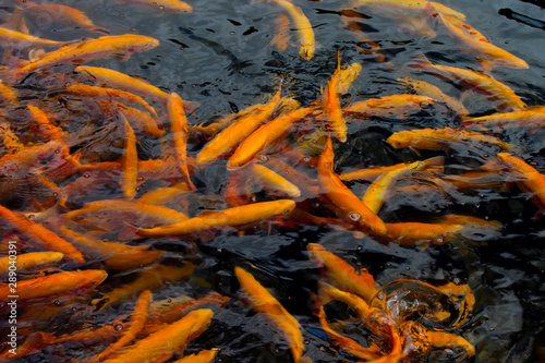 golden carps swim in the lake