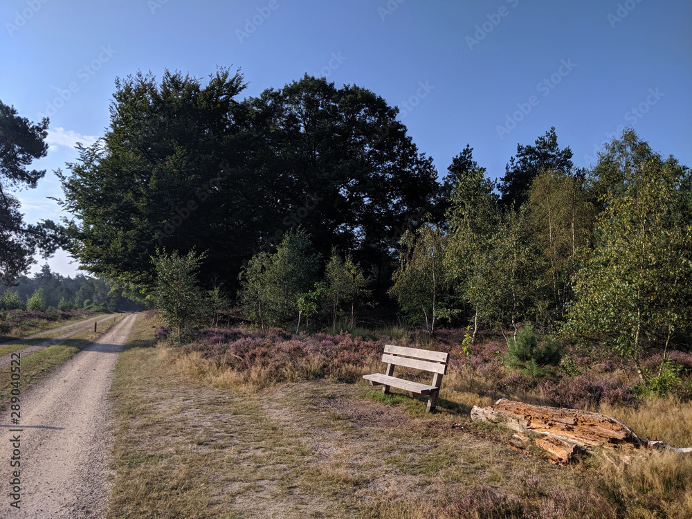 Bench at the National Park Sallandse Heuvelrug Bench at the National Park Sallandse Heuvelrug