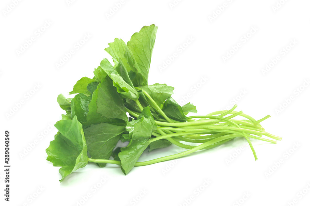 Pile of Green Centella asiatica isolated on white background with clipping path.. Pile of Green Centella asiatica isolated on white background with clipping path..