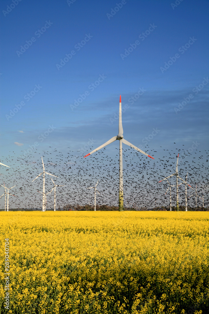 Windkraft und Vögel, Natur, Energie