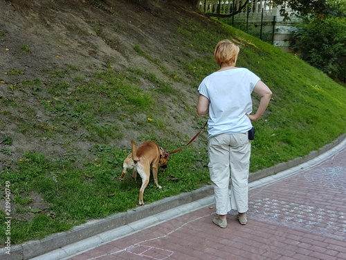 Woman walking a boxer dog on the street. Pet care. Coming up for an animal coping in a public place. Content and taxes for animals. Active walk in retirement age. The cleanliness of the sidewalk