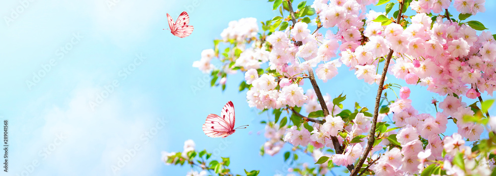 Branches blossoming cherry on background blue sky, fluttering butterflies in spring on nature outdoors. Pink sakura flowers, amazing colorful dreamy romantic artistic image spring nature, copy space.