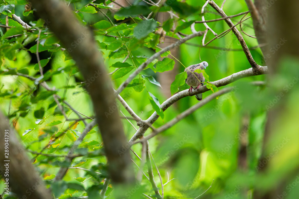 Fototapeta premium barbed wire