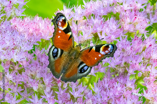 Cuadro en lienzo The European Peacock-Paon du jour (Lépidoptère Nymphalidae)