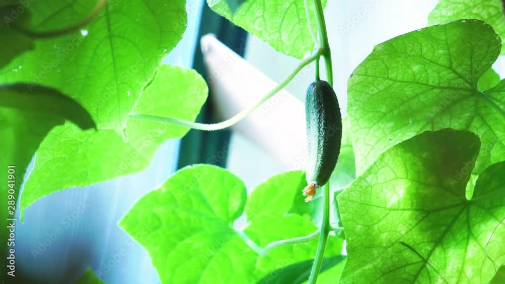 bed of cucumbers at sunset. Plants without GMOs. Vegetarians food. Square cropping Two green not large cucumbers on bush against the background of a bed. Blooming branches of cucumber above ground