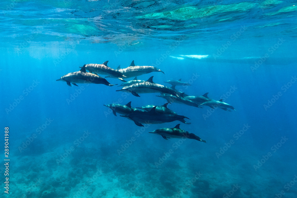 school of dolphins