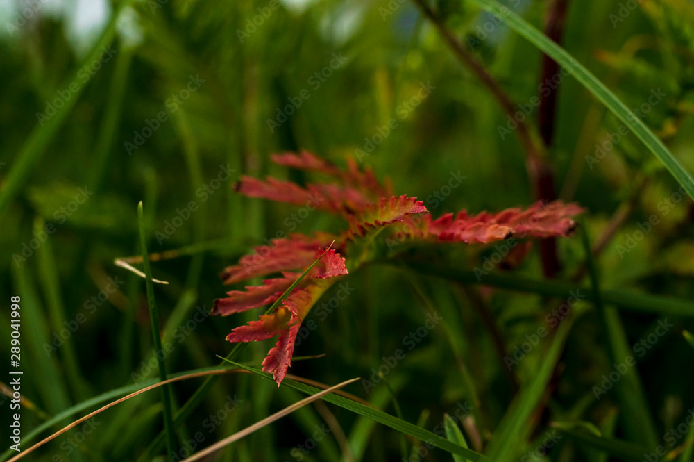 Reddened stem of prickly grass against a background of fresh greenery Reddened stem of prickly grass against a background of fresh greenery