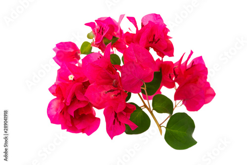 Closeup image of tropical pink flowers blossom isolated at white background. Pattern for design