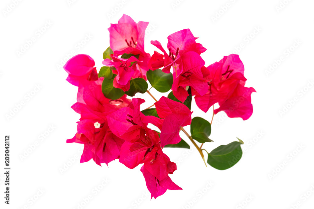 Fototapeta premium Closeup image of tropical pink flowers blossom isolated at white background.