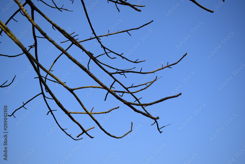 tree branches with blue sky in background tree branches with blue sky in background