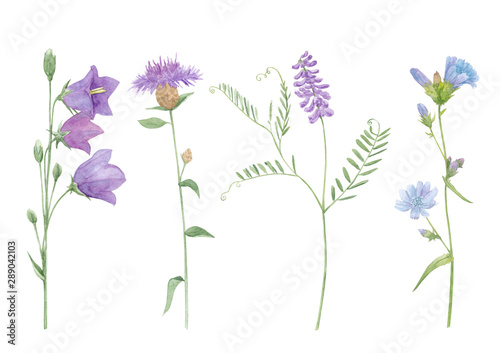 Watercolor hand drawn botanical set illustration with wild field or meadow purple flowers brown knapweed  chicory  vicia cracca or cow vetch and bluebell isolated on white background.