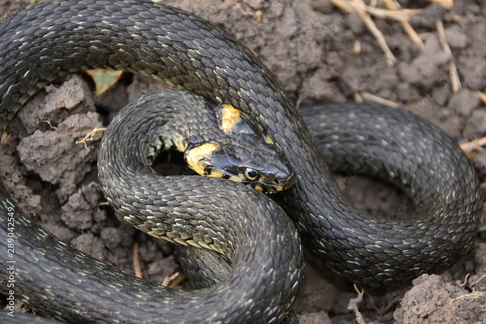 Obraz premium grass snake natrix natrix