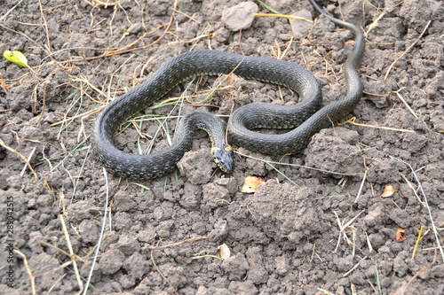 grass snake natrix natrix