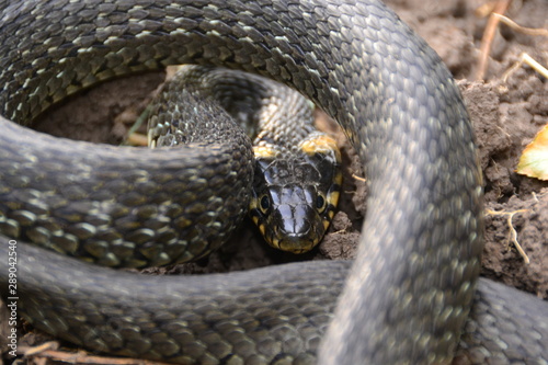 grass snake natrix natrix