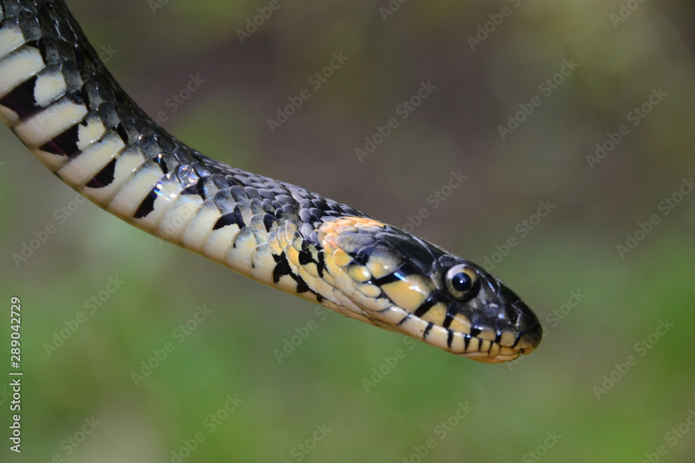 Obraz premium grass snake natrix natrix