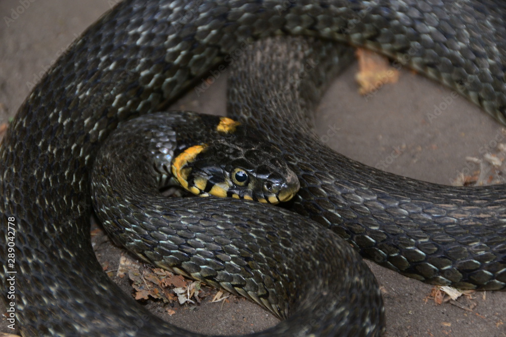 grass snake natrix natrix grass snake natrix natrix