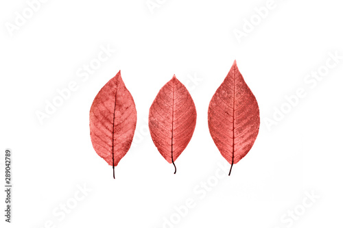 Three transparent red leaves on isolated white background.