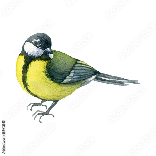 Watercolor illustration with yellow wild titmouse bird isolated on white background. Handdrawn clipart.