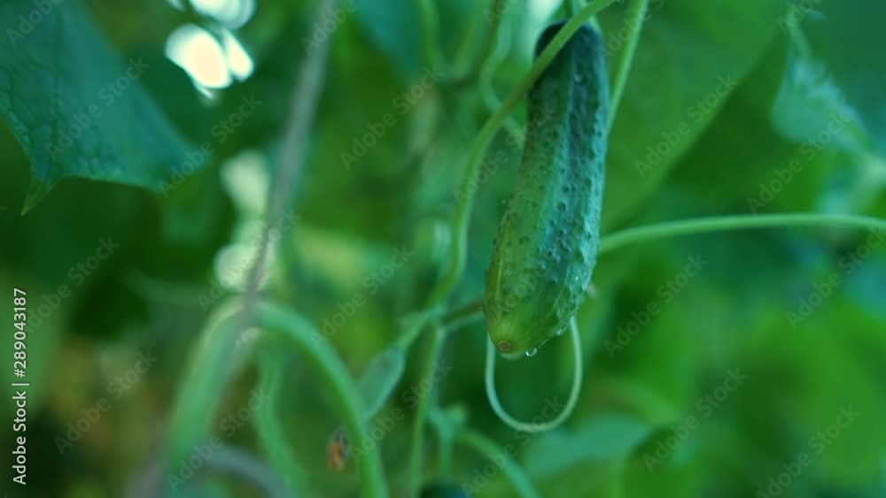 bed of cucumbers at sunset. Plants without GMOs. Vegetarians food. Square cropping Two green not large cucumbers on bush against the background of a bed. Blooming branches of cucumber above ground