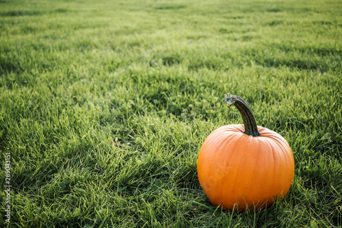 big orange pumpkin in the field