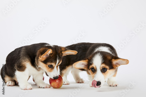 cute welsh corgi puppies with fresh tasty apple on white background © LIGHTFIELD STUDIOS