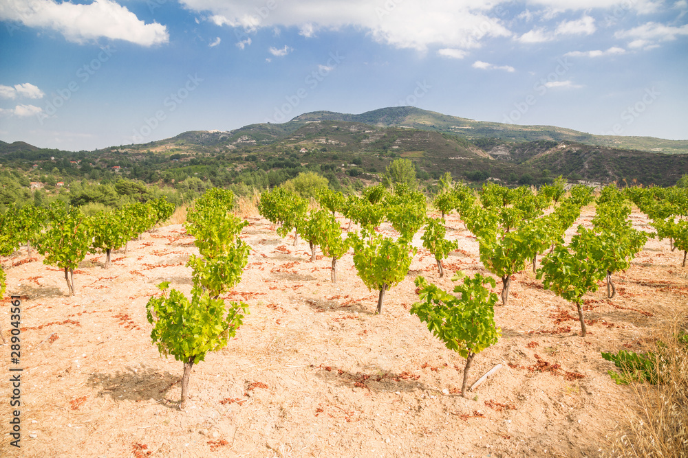 Vineyards on the island of Cyprus